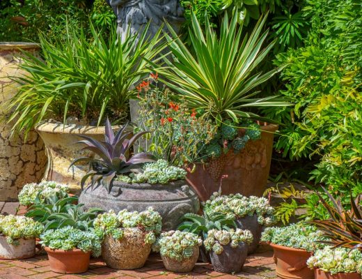 Piante da esterno resistenti per un giardino sempreverde